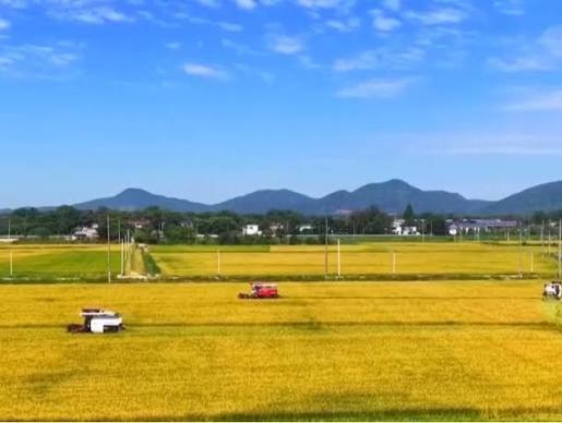 农业农村部农情调度显示 南方早稻迎来大面积收获 进度过四成