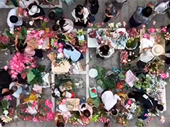 【一线调研】一朵荷花"开出"消费新花样
