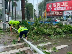 广东惠来 主干道大树倒伏 市政消防合力清理