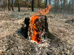 希腊山火持续肆虐 一周烧毁超万公顷 雅典附近山火逼近居民区
