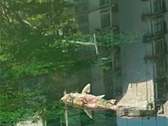 上海苏州河昌化路桥河段出现死鱼