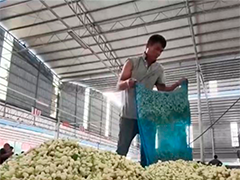 【一线调研】风雨过后茉莉开