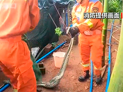 海口:蟒蛇闯入鸡舍吃鸡 消防到场抓捕