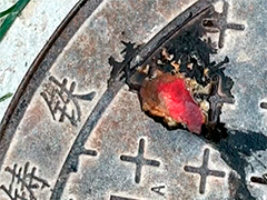 6个烂桃从天而降 险些砸到行人