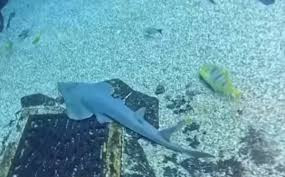 海南三亚 全球极危物种蓝吻犁头鳐人工繁育成功