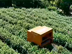打破季节限制 电动采茶机大显身手