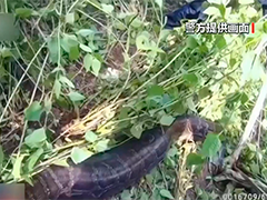 云南双柏 蟒蛇闯入羊圈捕食 村民报警求助