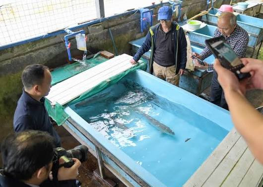 川陕哲罗鲑拯救行动全面展开