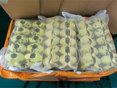 香港海关连续拘捕2人 涉嫌走私活体昆虫