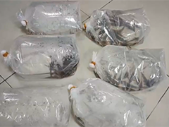 引进外来物种活体鱼107条 被罚款5万余元