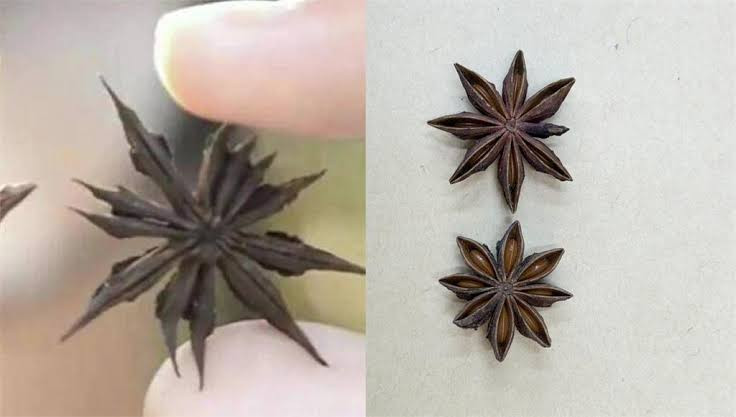 买八角竟有十几个角?当心是有毒莽草